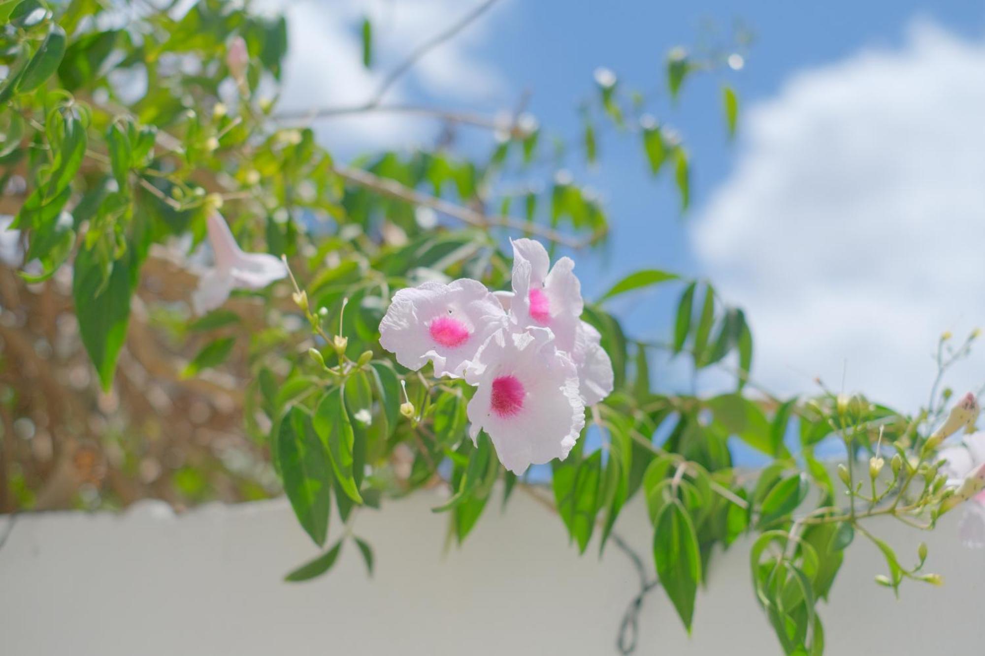 アレーツィオ I Ricordi Di Anna Bed & Breakfast エクステリア 写真